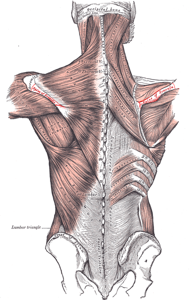 380px-Spine_of_scapula